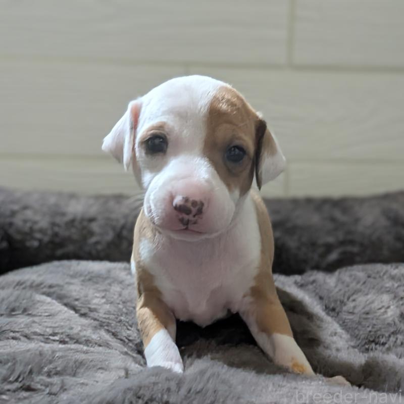 販売中の愛媛県のイタリアングレーハウンド(イタグレ)-430154