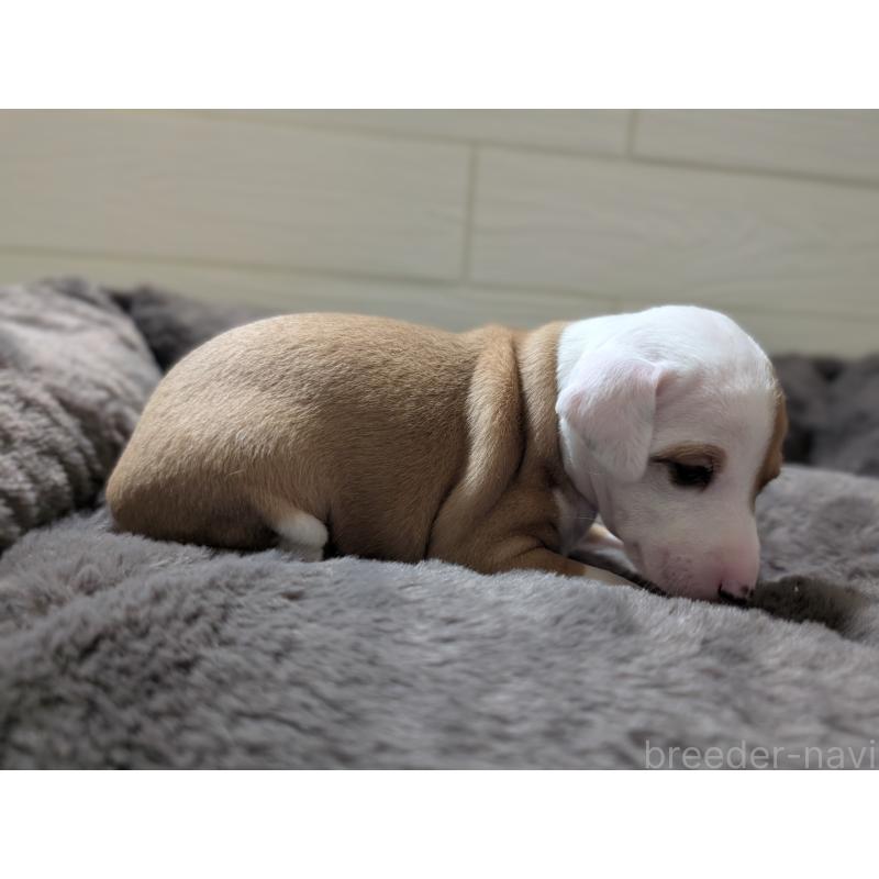 成約済の愛媛県のイタリアングレーハウンド(イタグレ)-430154の3枚目