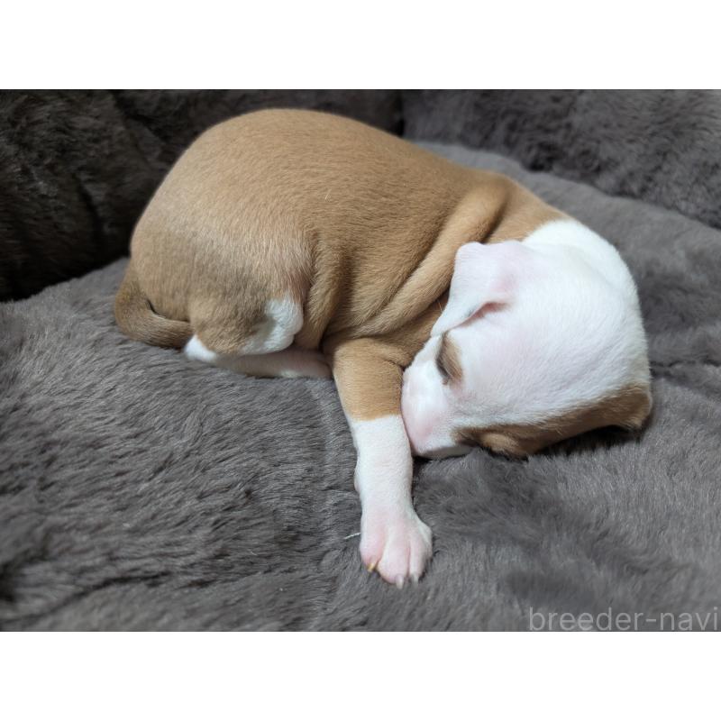 成約済の愛媛県のイタリアングレーハウンド(イタグレ)-430154の2枚目