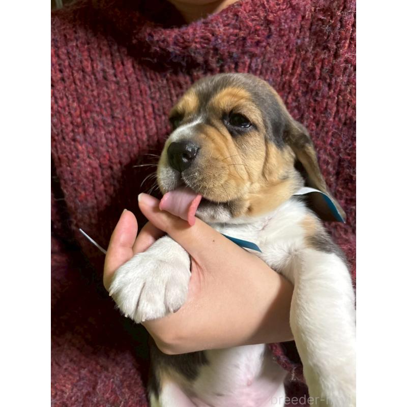 販売中の栃木県のビーグル-434490の6枚目