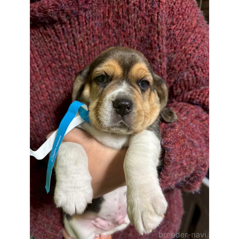 販売中の栃木県のビーグル-434490の5枚目