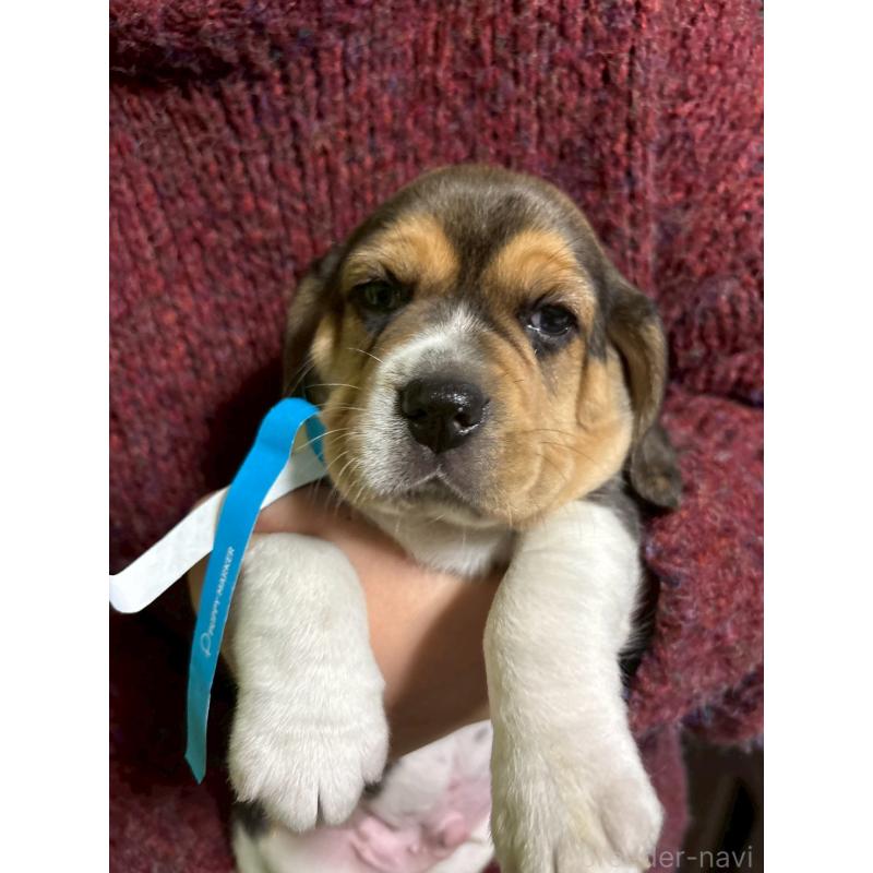 販売中の栃木県のビーグル-434490の4枚目