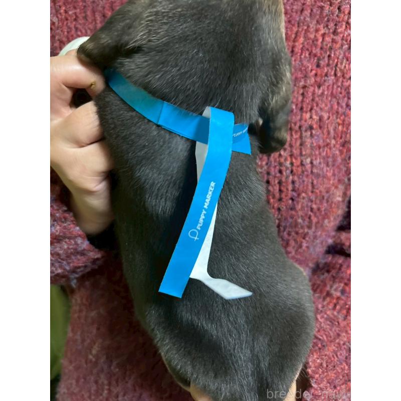 販売中の栃木県のビーグル-434490の3枚目