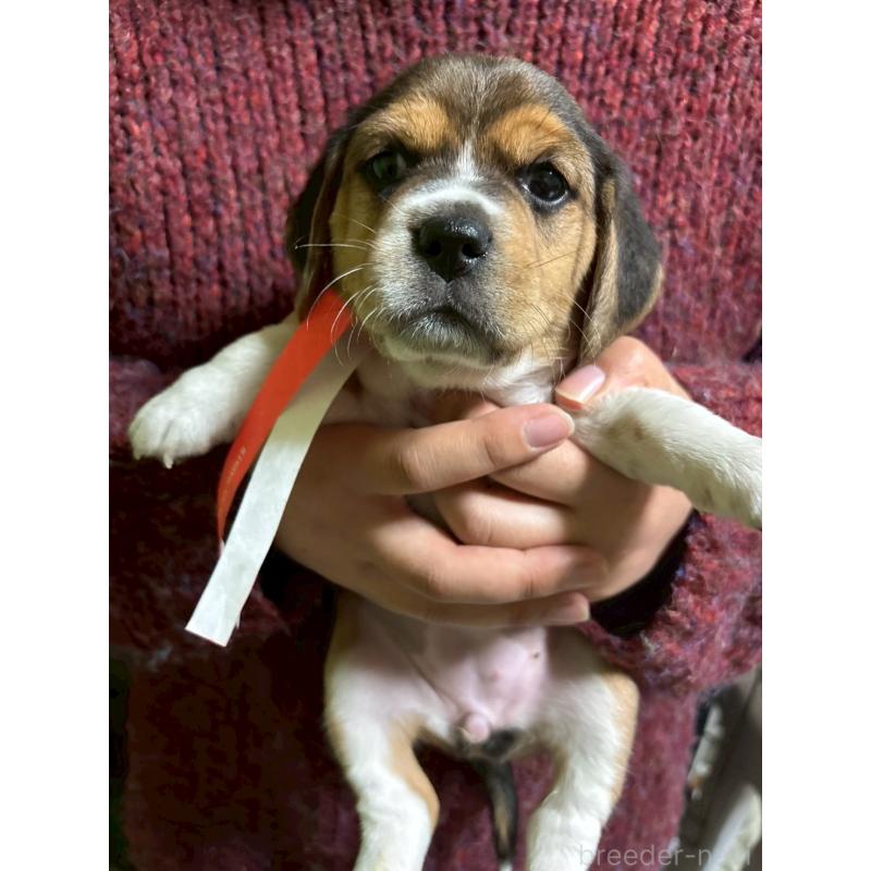 販売中の栃木県のビーグル-434491の5枚目