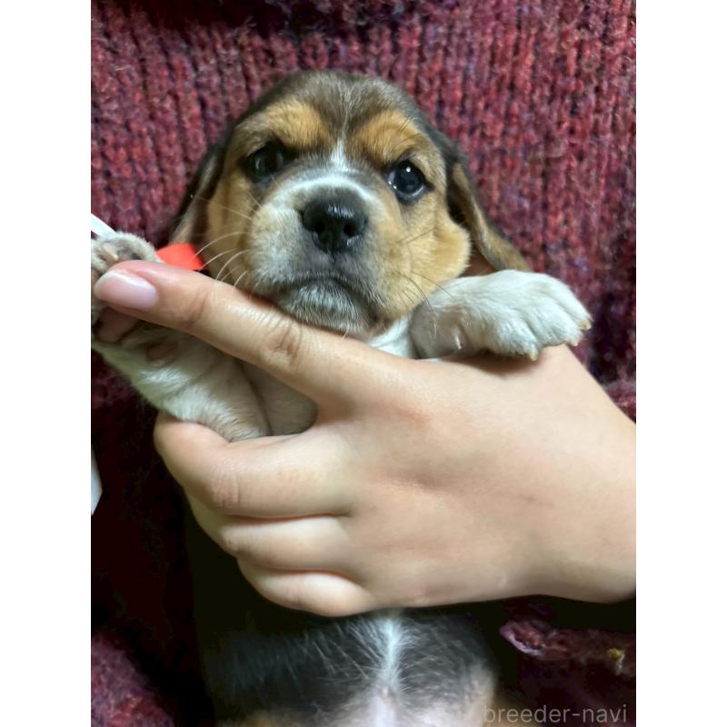 販売中の栃木県のビーグル-434491の4枚目