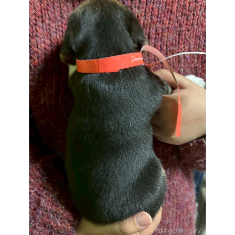 販売中の栃木県のビーグル-434491の3枚目