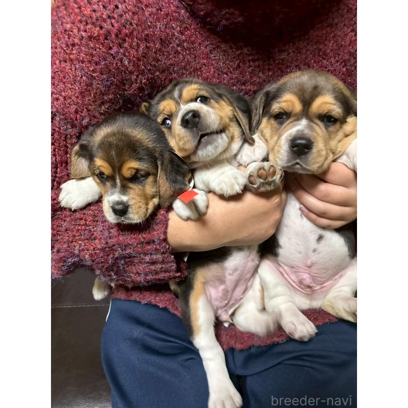 販売中の栃木県のビーグル-434491の2枚目