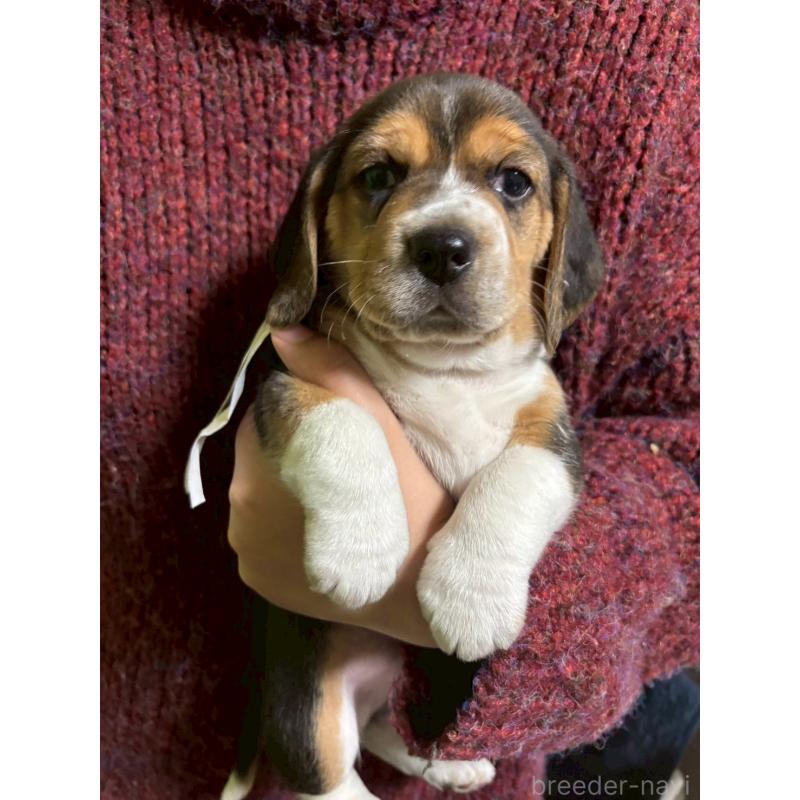 販売中の栃木県のビーグル-434492の5枚目