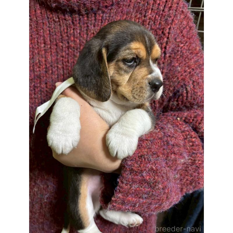 販売中の栃木県のビーグル-434492の4枚目
