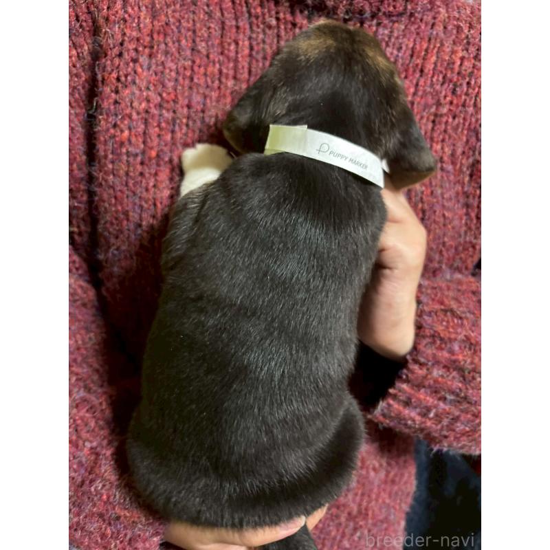 販売中の栃木県のビーグル-434492の3枚目