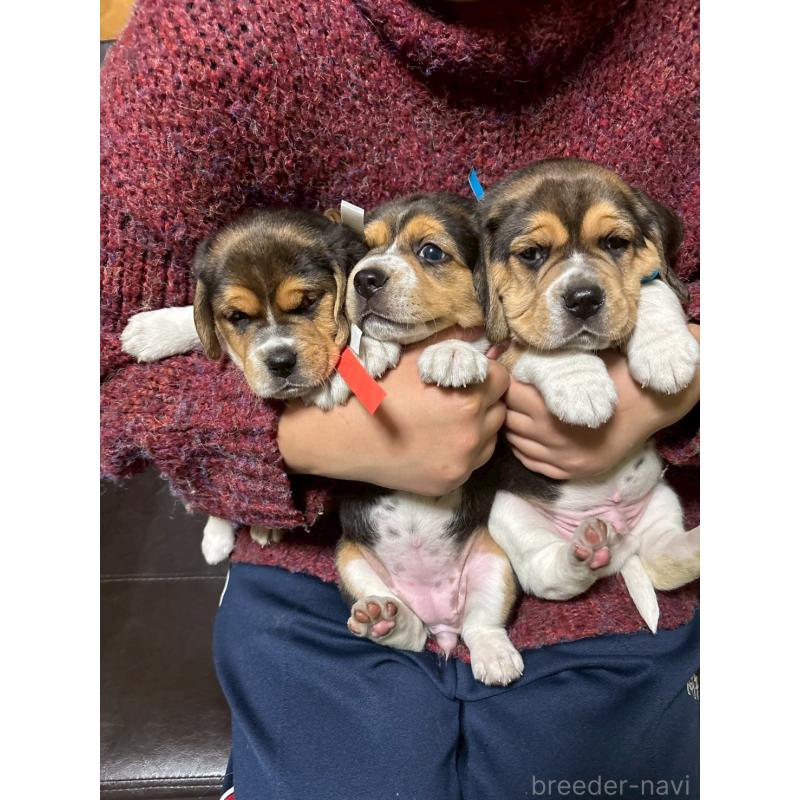 販売中の栃木県のビーグル-434492の2枚目