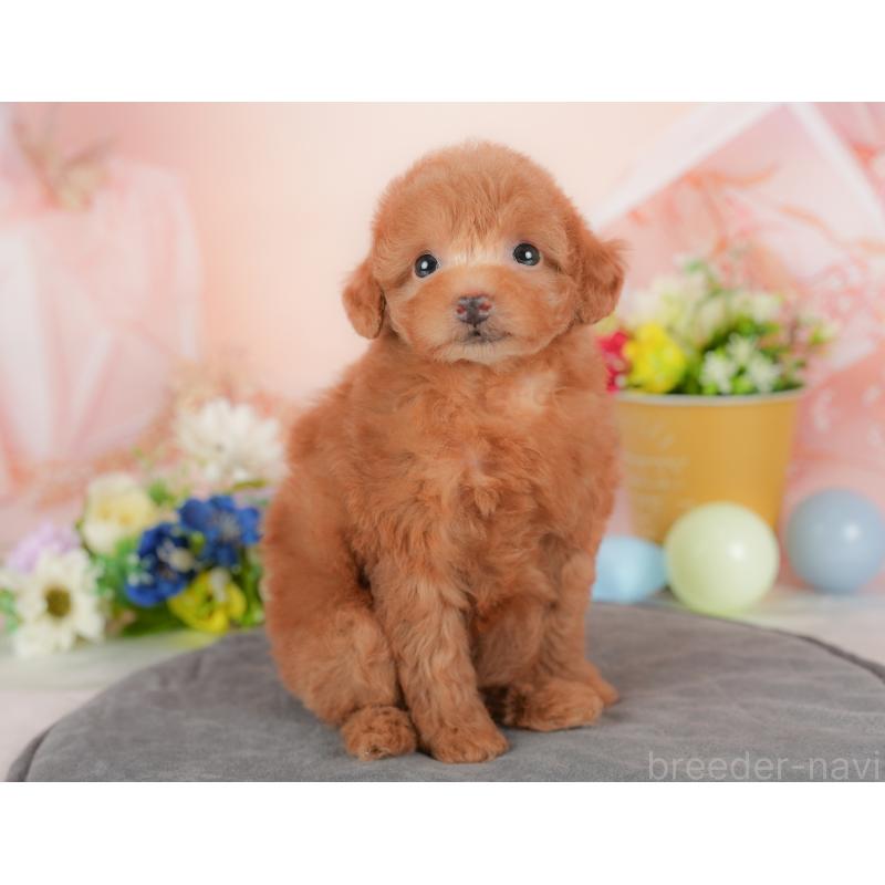 販売中の群馬県のタイニープードル-434631の7枚目