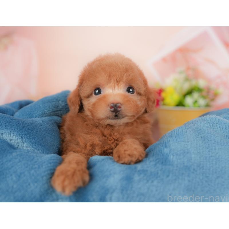 販売中の群馬県のタイニープードル-434631の6枚目