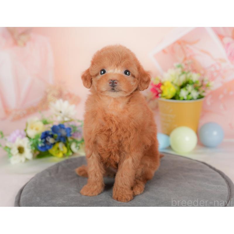 販売中の群馬県のタイニープードル-434631の4枚目