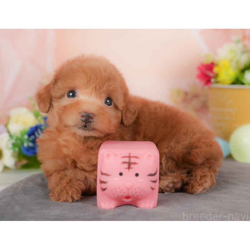 販売中の群馬県のタイニープードル-434631の3枚目