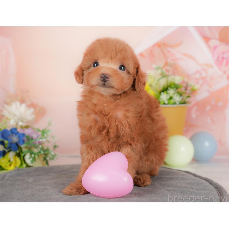 販売中の群馬県のタイニープードル-434631の2枚目