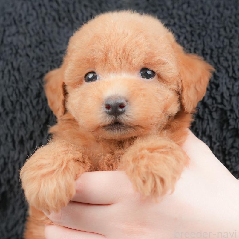 販売中の群馬県のトイプードル-434630