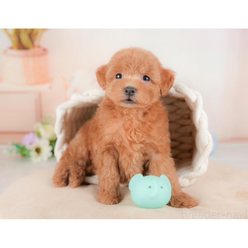 販売中の群馬県のトイプードル-434630の8枚目