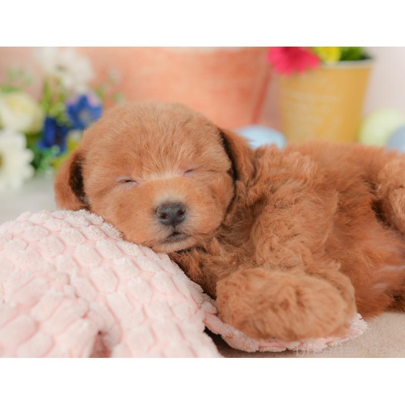 販売中の群馬県のトイプードル-434630の7枚目