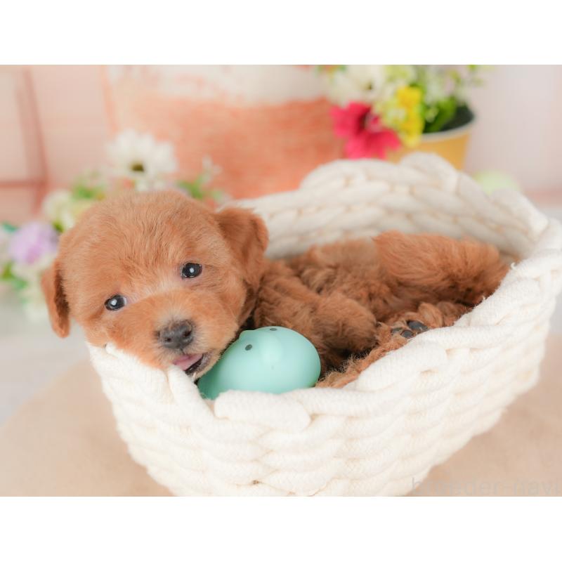 販売中の群馬県のトイプードル-434630の6枚目