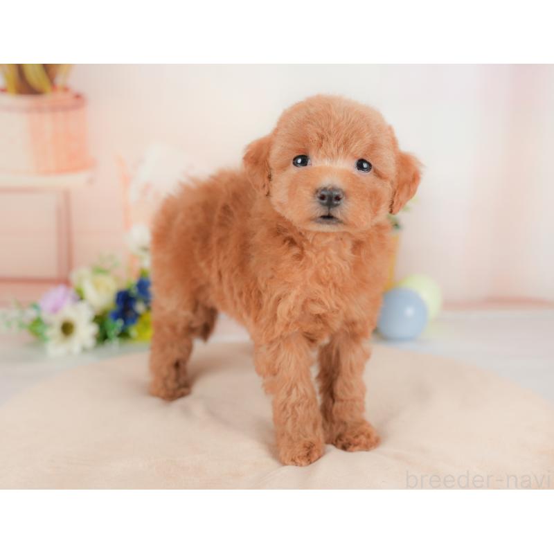 販売中の群馬県のトイプードル-434630の5枚目