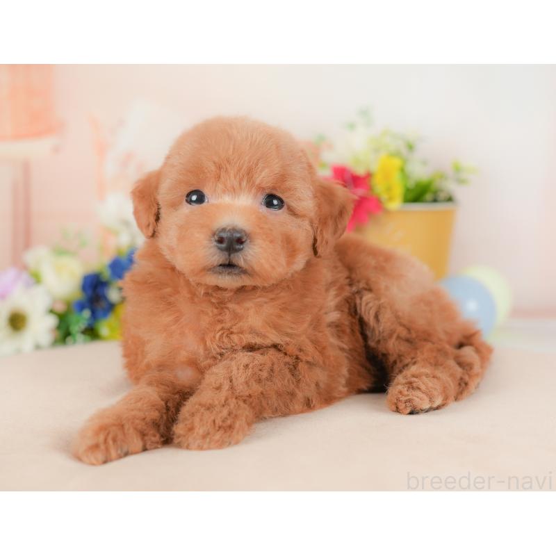 販売中の群馬県のトイプードル-434630の4枚目