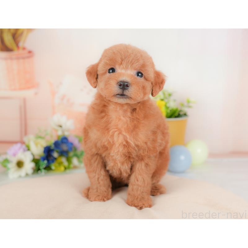 販売中の群馬県のトイプードル-434630の3枚目