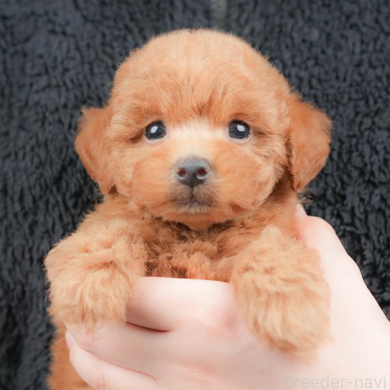 販売中の群馬県のトイプードル-434629の1枚目