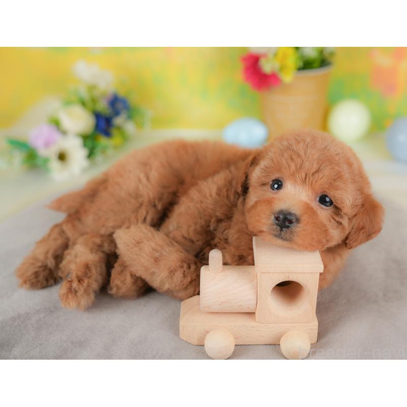 販売中の群馬県のトイプードル-434629の9枚目