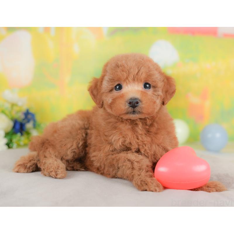 販売中の群馬県のトイプードル-434629の8枚目