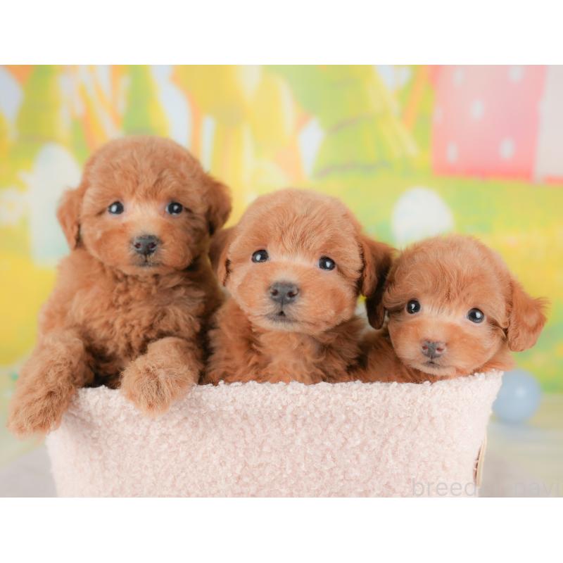 販売中の群馬県のトイプードル-434629の7枚目