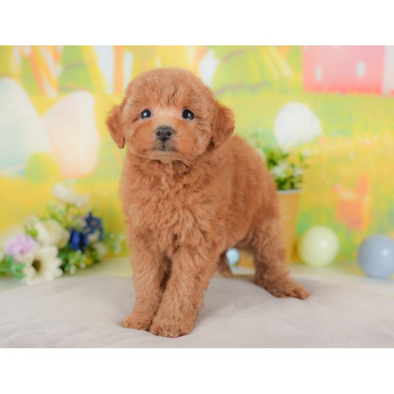 販売中の群馬県のトイプードル-434629の6枚目