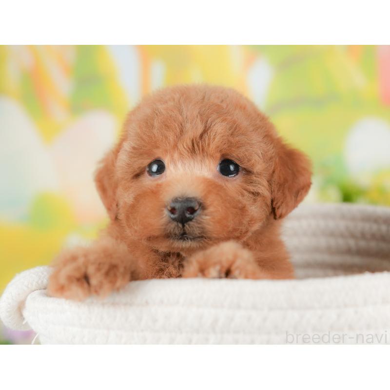 販売中の群馬県のトイプードル-434629の5枚目