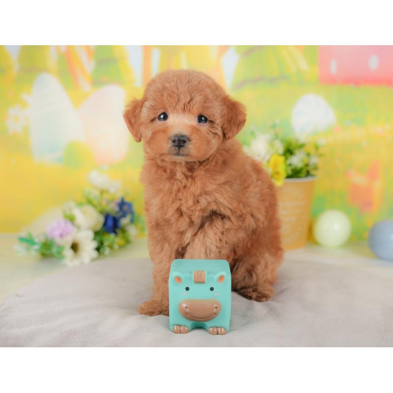 販売中の群馬県のトイプードル-434629の4枚目