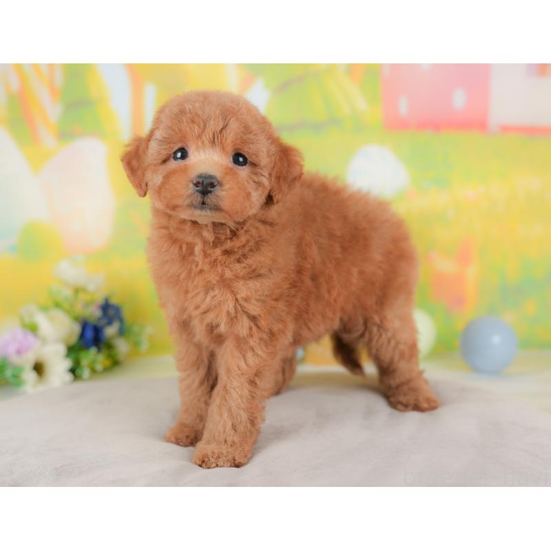 販売中の群馬県のトイプードル-434629の3枚目