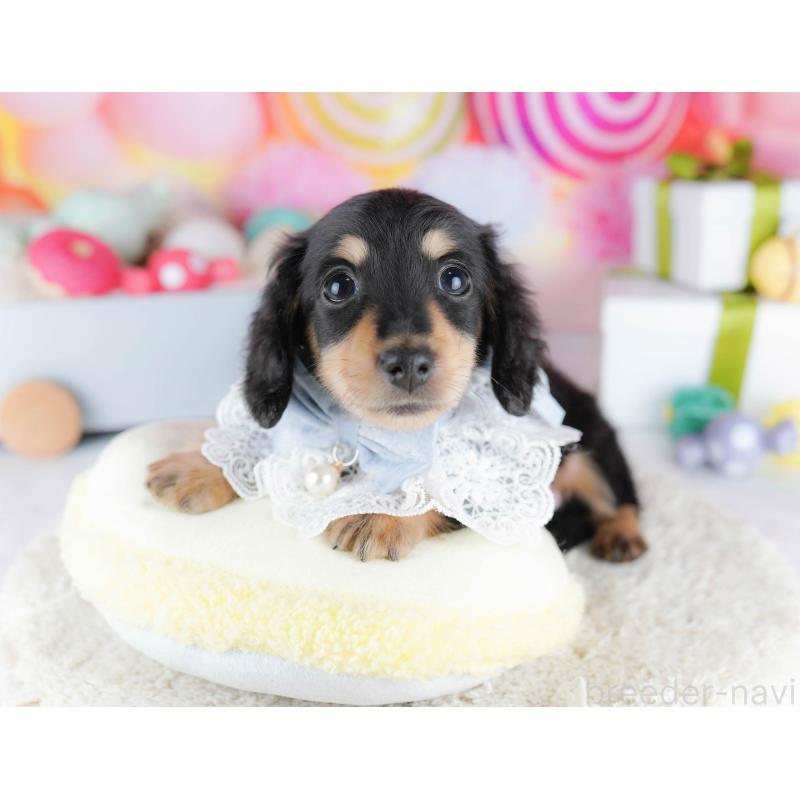 販売中の東京都のカニンヘンダックスフンド(ロングヘアード)-435694の11枚目