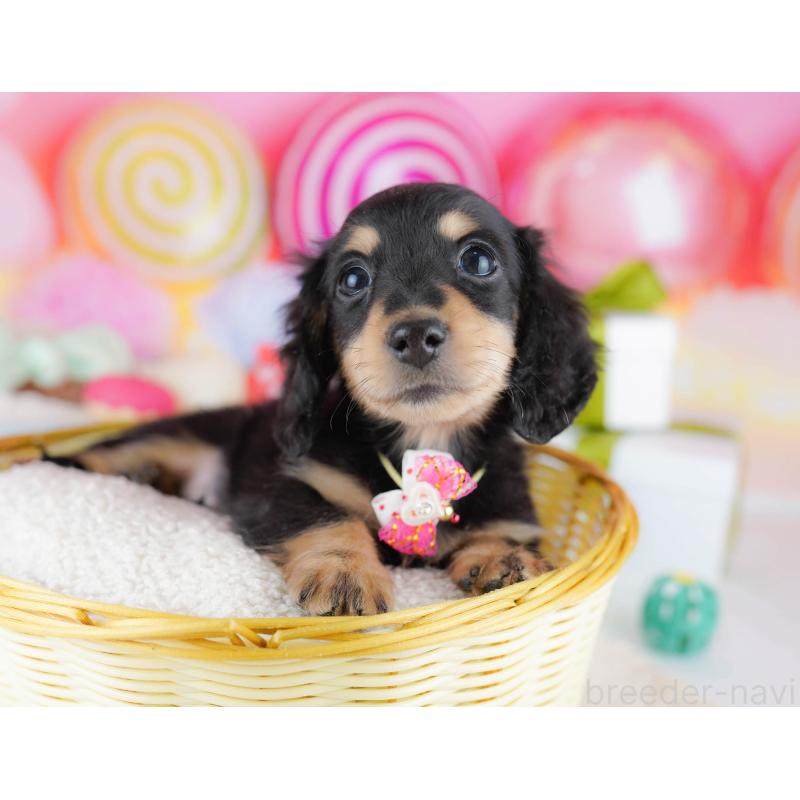 販売中の東京都のカニンヘンダックスフンド(ロングヘアード)-435694の10枚目