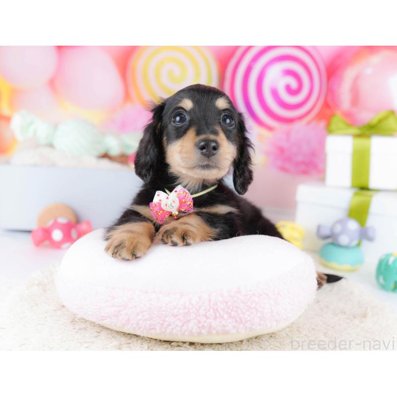 販売中の東京都のカニンヘンダックスフンド(ロングヘアード)-435694の9枚目