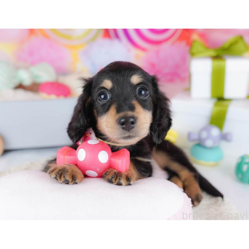 販売中の東京都のカニンヘンダックスフンド(ロングヘアード)-435694の8枚目