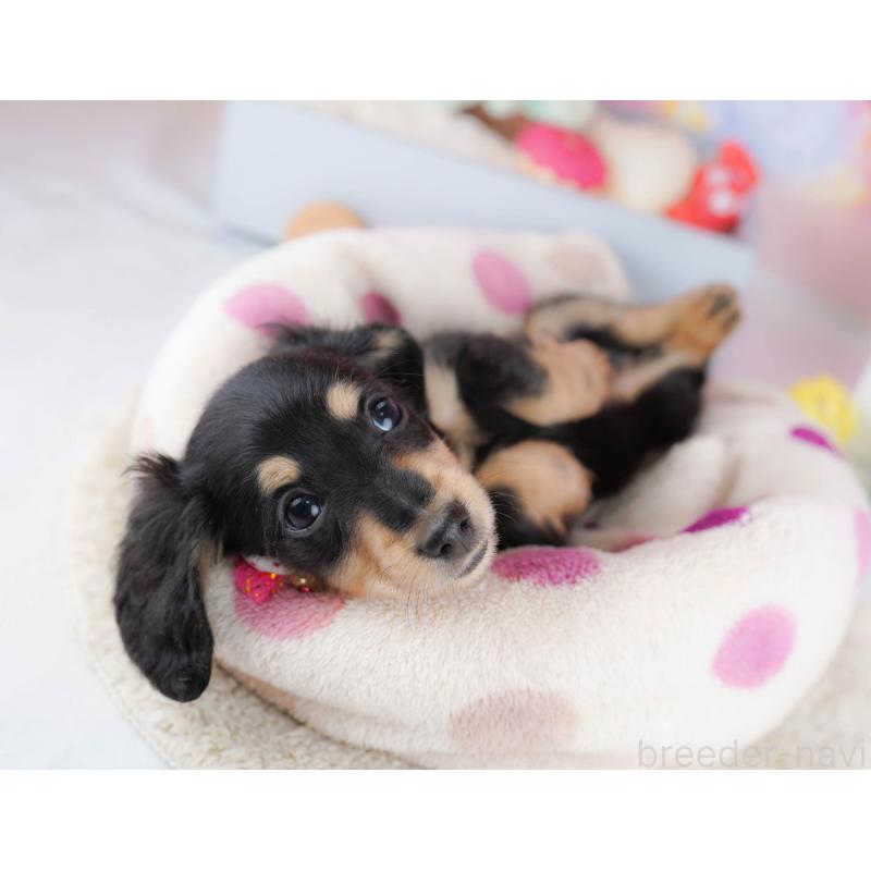 販売中の東京都のカニンヘンダックスフンド(ロングヘアード)-435694の7枚目