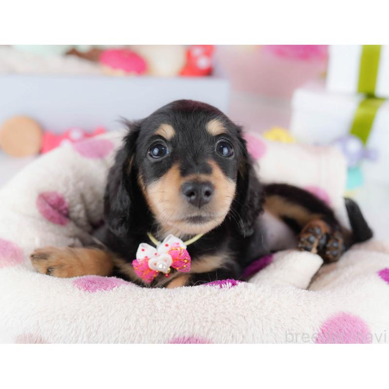 販売中の東京都のカニンヘンダックスフンド(ロングヘアード)-435694の6枚目