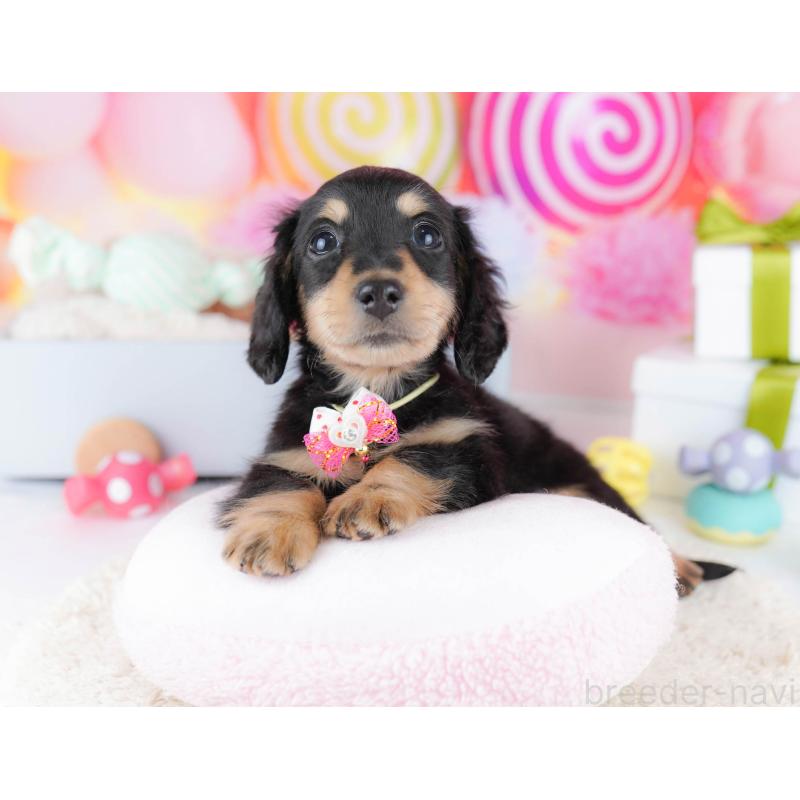 販売中の東京都のカニンヘンダックスフンド(ロングヘアード)-435694の5枚目