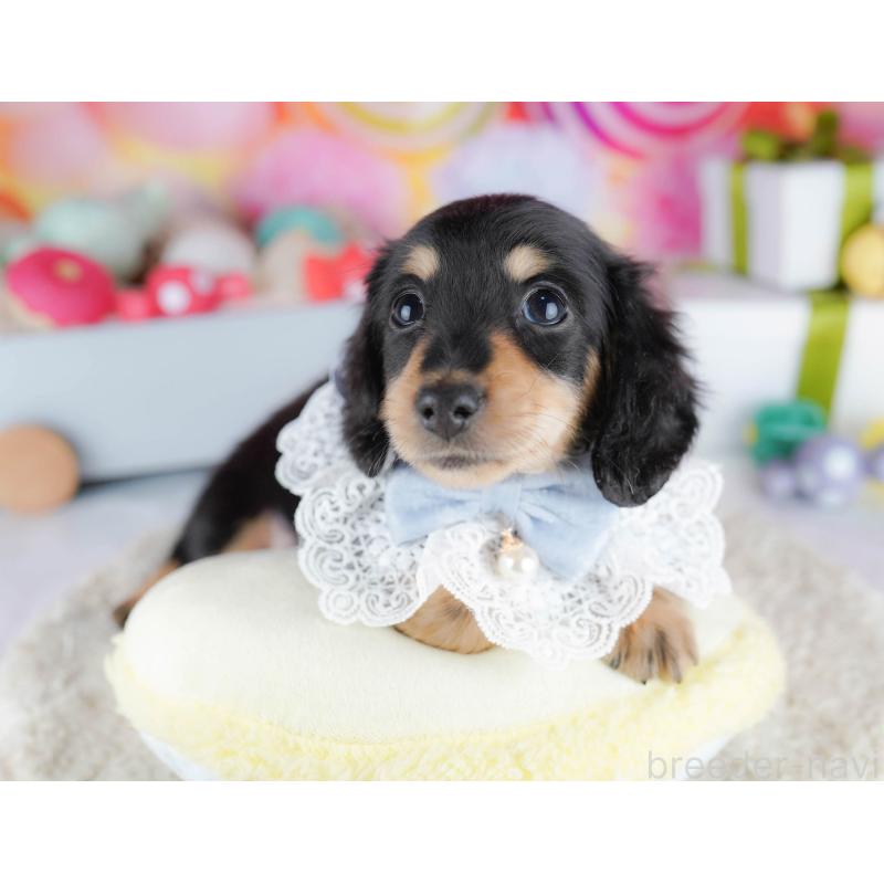 販売中の東京都のカニンヘンダックスフンド(ロングヘアード)-435694の4枚目