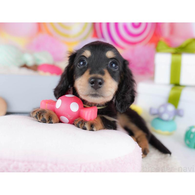 販売中の東京都のカニンヘンダックスフンド(ロングヘアード)-435694の3枚目