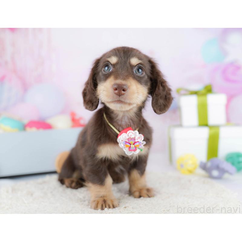 販売中の東京都のカニンヘンダックスフンド(ロングヘアード)-435693の11枚目