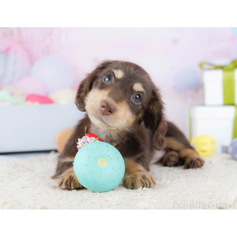 販売中の東京都のカニンヘンダックスフンド(ロングヘアード)-435693の10枚目