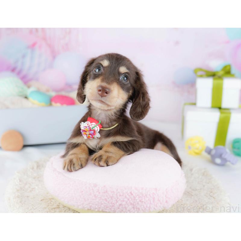 販売中の東京都のカニンヘンダックスフンド(ロングヘアード)-435693の9枚目