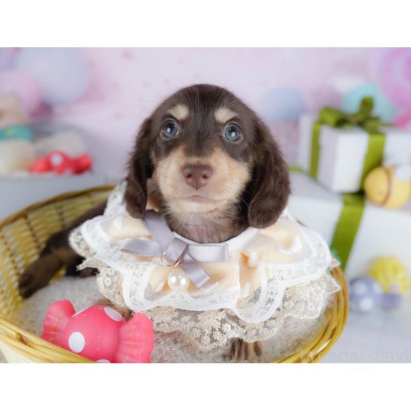 販売中の東京都のカニンヘンダックスフンド(ロングヘアード)-435693の8枚目