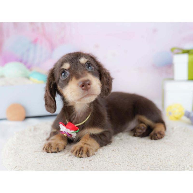 販売中の東京都のカニンヘンダックスフンド(ロングヘアード)-435693の7枚目