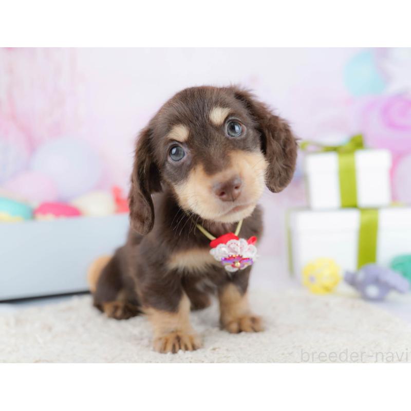 販売中の東京都のカニンヘンダックスフンド(ロングヘアード)-435693の6枚目